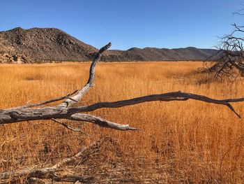 Bare tree on landscape against clear sky