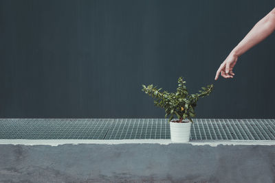 Hand gesturing towards potted plant