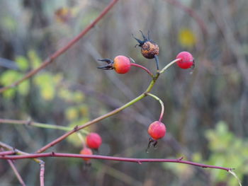 Close-up of red berries growing on tree