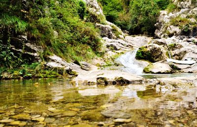 Scenic view of river stream in forest