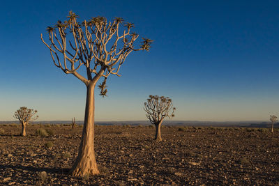 Bare tree on field against clear sky