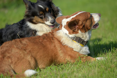 View of dog on field