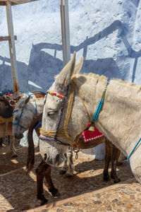 Santorini greece donkey and mules path.