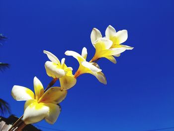 Low angle view of flowering plant against blue sky