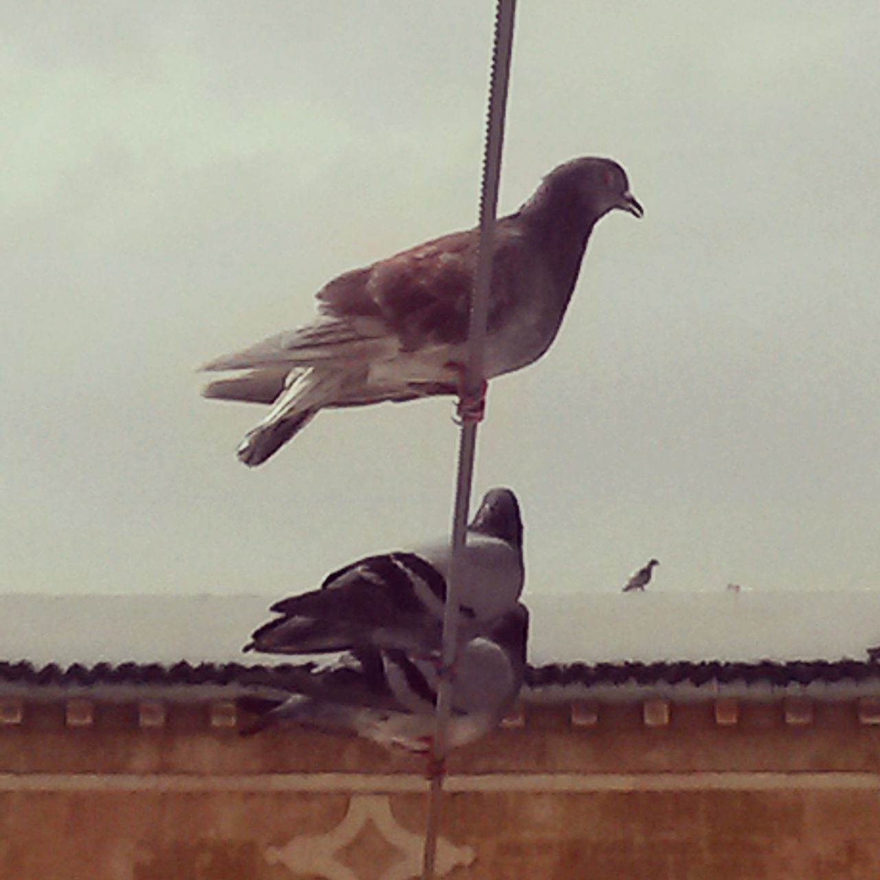 bird, animal themes, animals in the wild, wildlife, flying, spread wings, one animal, seagull, perching, mid-air, low angle view, sky, full length, pole, avian, two animals, clear sky, day, nature, outdoors