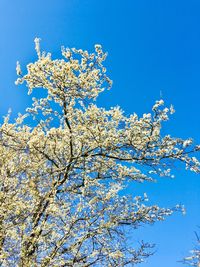 Low angle view of cherry tree against blue sky