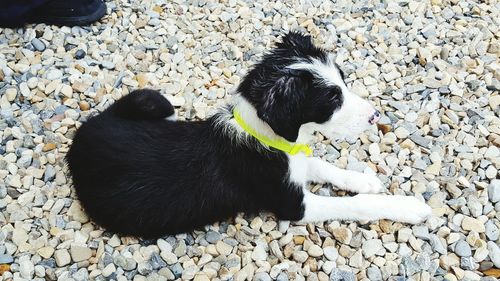 Black dog on pebbles