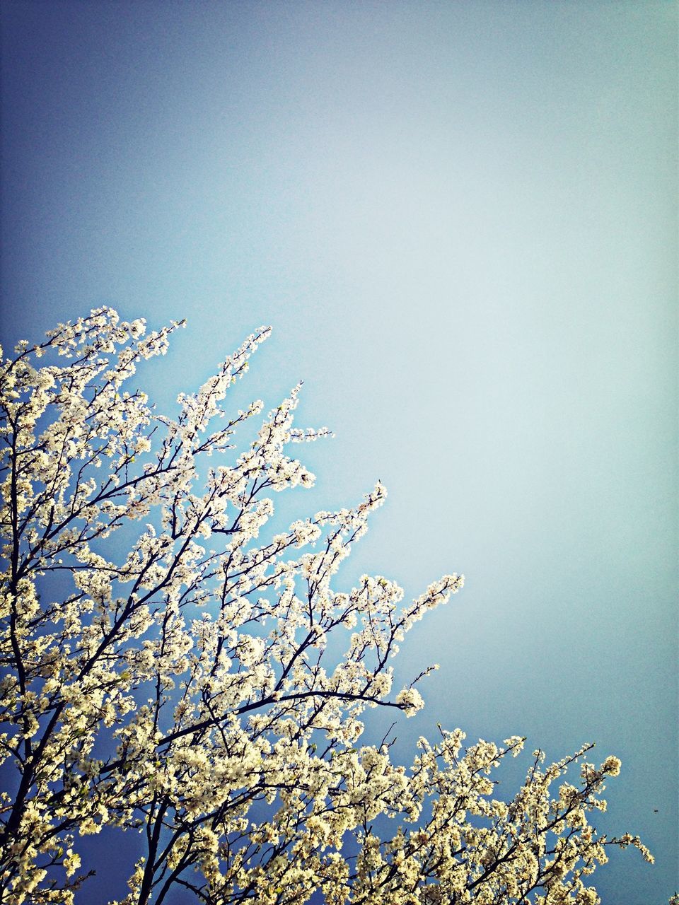 low angle view, clear sky, branch, tree, growth, beauty in nature, nature, copy space, flower, high section, blue, tranquility, sky, freshness, outdoors, treetop, day, no people, scenics, blossom