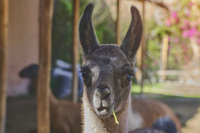 Alpaca portrait. guanaco and llamas on a farm. production of ancient alpaca wool fabrics.