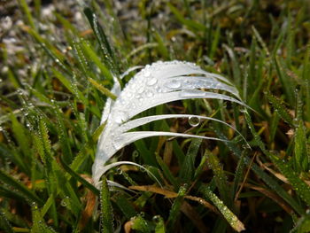 Close-up of grass growing on field