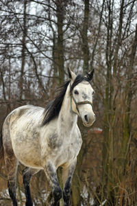 Horse standing in a field