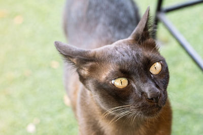 Close-up portrait of a cat