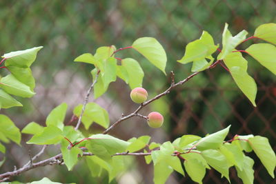 Close-up of fruits growing on tree