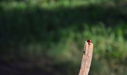 Close-up of ladybug on leaf