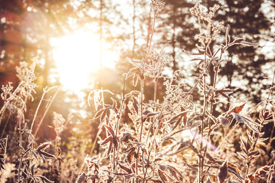 Frosty morning in the forest. close-up of plants growing on field during sunset. 