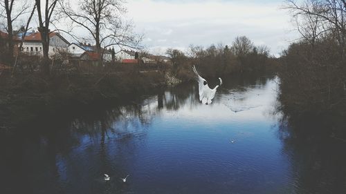 Reflection of bare trees in water