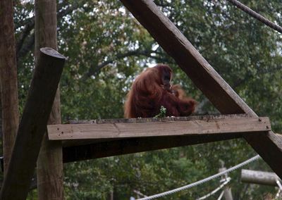 Low angle view of orangutan on wood at zoo