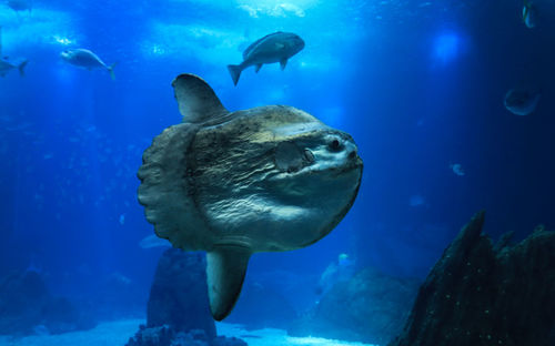 Close-up of fish swimming in aquarium