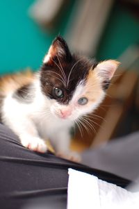 Close-up portrait of cat