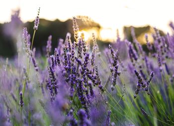 Close-up of purple flowering plants on field