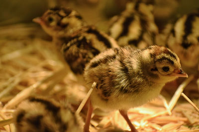 Close-up of young birds