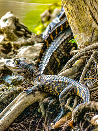 Close-up of juvenile american alligator