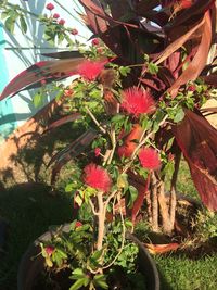 Close-up of plant growing in greenhouse