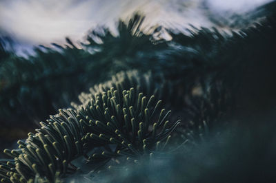 Close-up of cactus plant