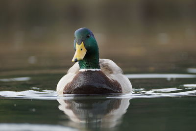 Close-up of duck swimming in lake