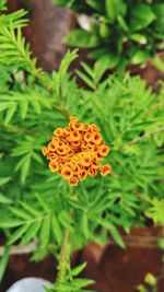 Close-up of marigold blooming outdoors