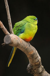 Close-up of parrot perching on tree