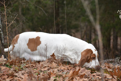 View of a dog on field