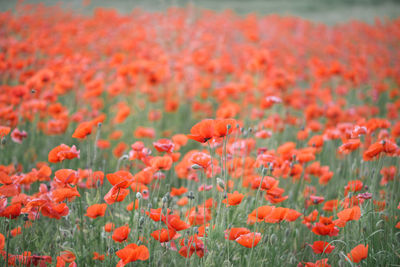 Close-up of red poppy flowers on field