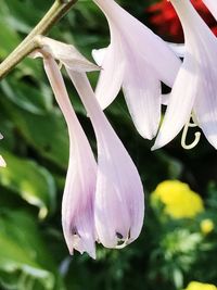 Close-up of white flowering plant