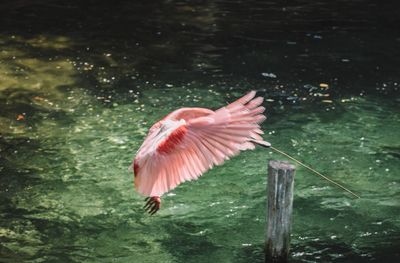 Close-up of bird flying over water