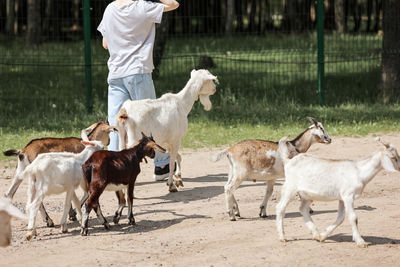 Girl feeds and plays with goats on a farm