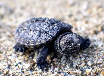 Close-up of turtle in the sea