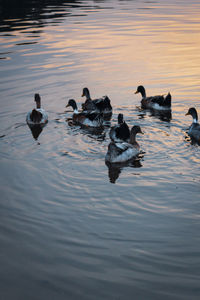 Ducks swimming in lake