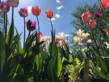 Close-up of red tulips