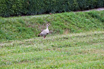 Side view of a bird on field