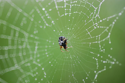 Close-up of spider on web