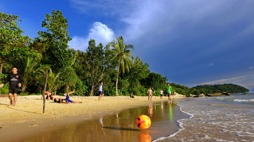 Trees on beach against sky