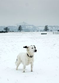 White dog on snow field against sky