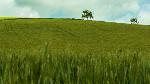 Scenic view of agricultural field against sky