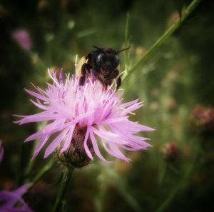 Close-up of bee on purple flower