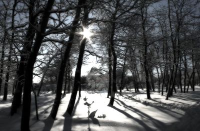 Bare trees on snow covered landscape