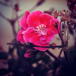 Close-up of pink flower