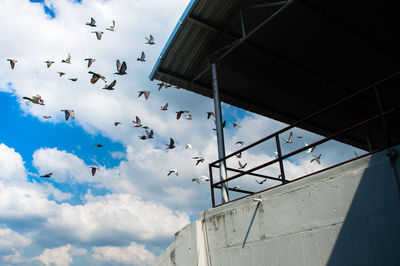 Low angle view of birds flying in sky