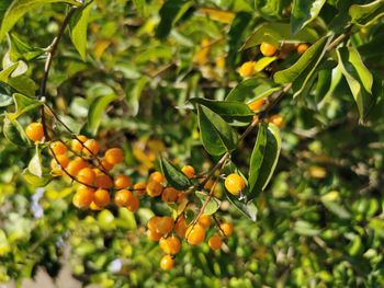 Close-up of fruits on tree