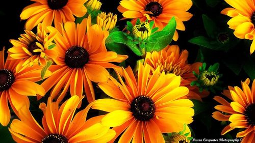 High angle view of sunflowers blooming outdoors